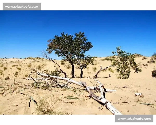 你有多久没在赛场听见他们的名字？那些未凉的传奇